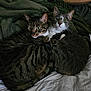 cat, tabby_cat, gray_cat, green_eyes, bed, blanket, comforter, indoor, pet, feline, snuggling, cozy, resting, domestic_animal, cute, two_animals, fur, whiskers, ears, sleepy
