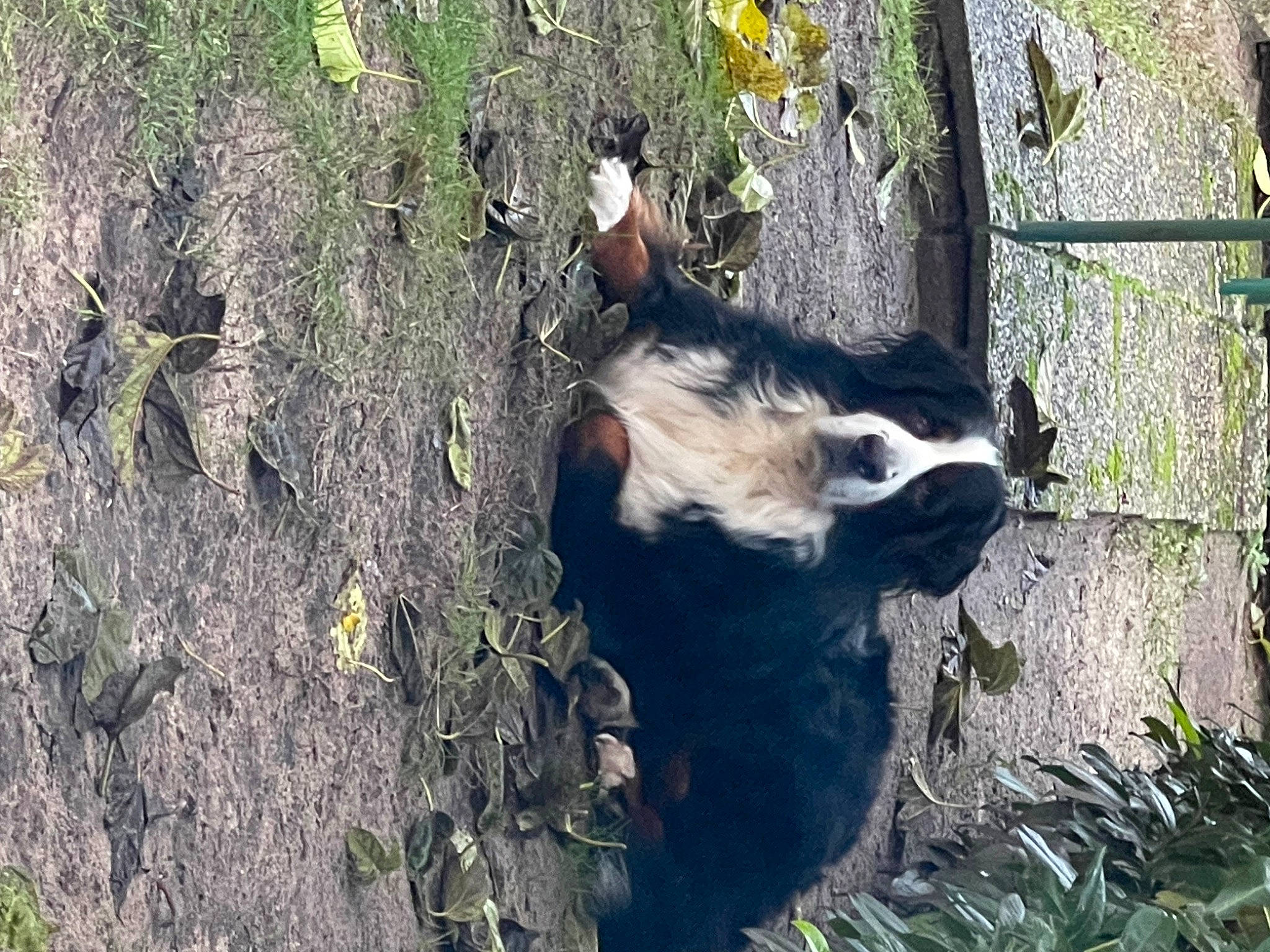 Romy participe au concours pour gagner de l'argent avec cette photo : beak, biome, carnivore, forest, fur, grass, groundcover, jungle, plant, snout, soil, sporting_group, tail, terrestrial_animal, tree, trunk, twig, wildlife, wood, woodland