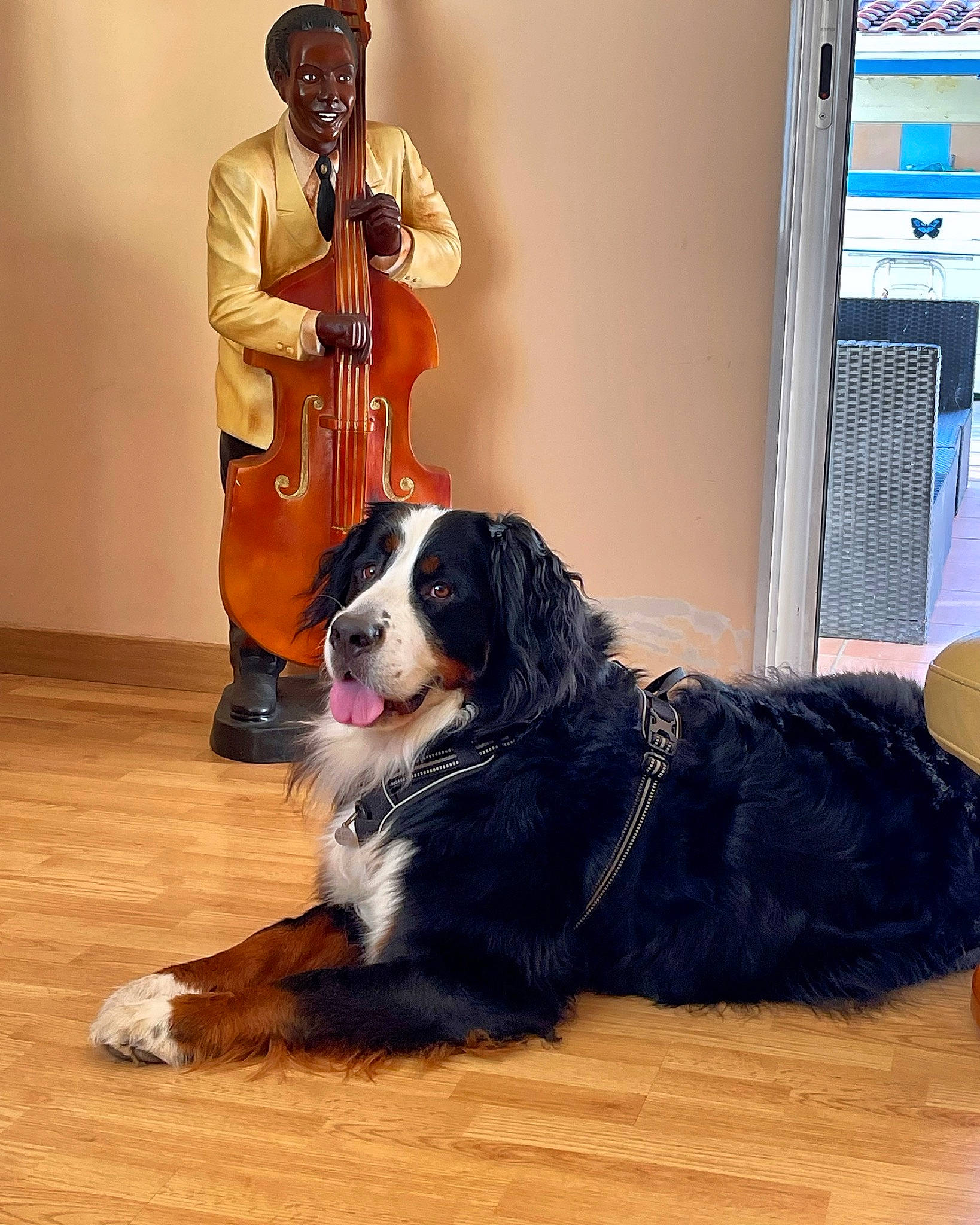 Romy a rejoint le concours — aidez-le/la à gagner de superbes lots ! art, canidae, carnivore, chair, collar, companion_dog, dog, dog_breed, door, flooring, fur, hardwood, hat, musical_instrument, snout, sporting_group, tail, television, wood, working_animal