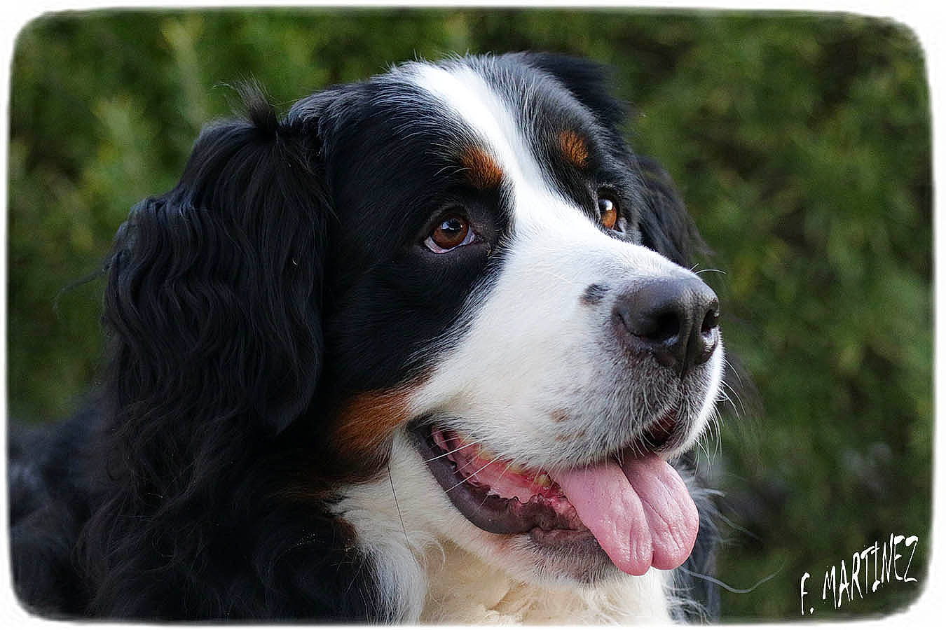 Romy participe au concours pour gagner de l'argent avec cette photo : ancient_dog_breeds, canidae, carnivore, companion_dog, dog, dog_breed, fur, giant_dog_breed, gun_dog, hunting_dog, rectangle, terrestrial_animal, whiskers, working_animal, working_dog