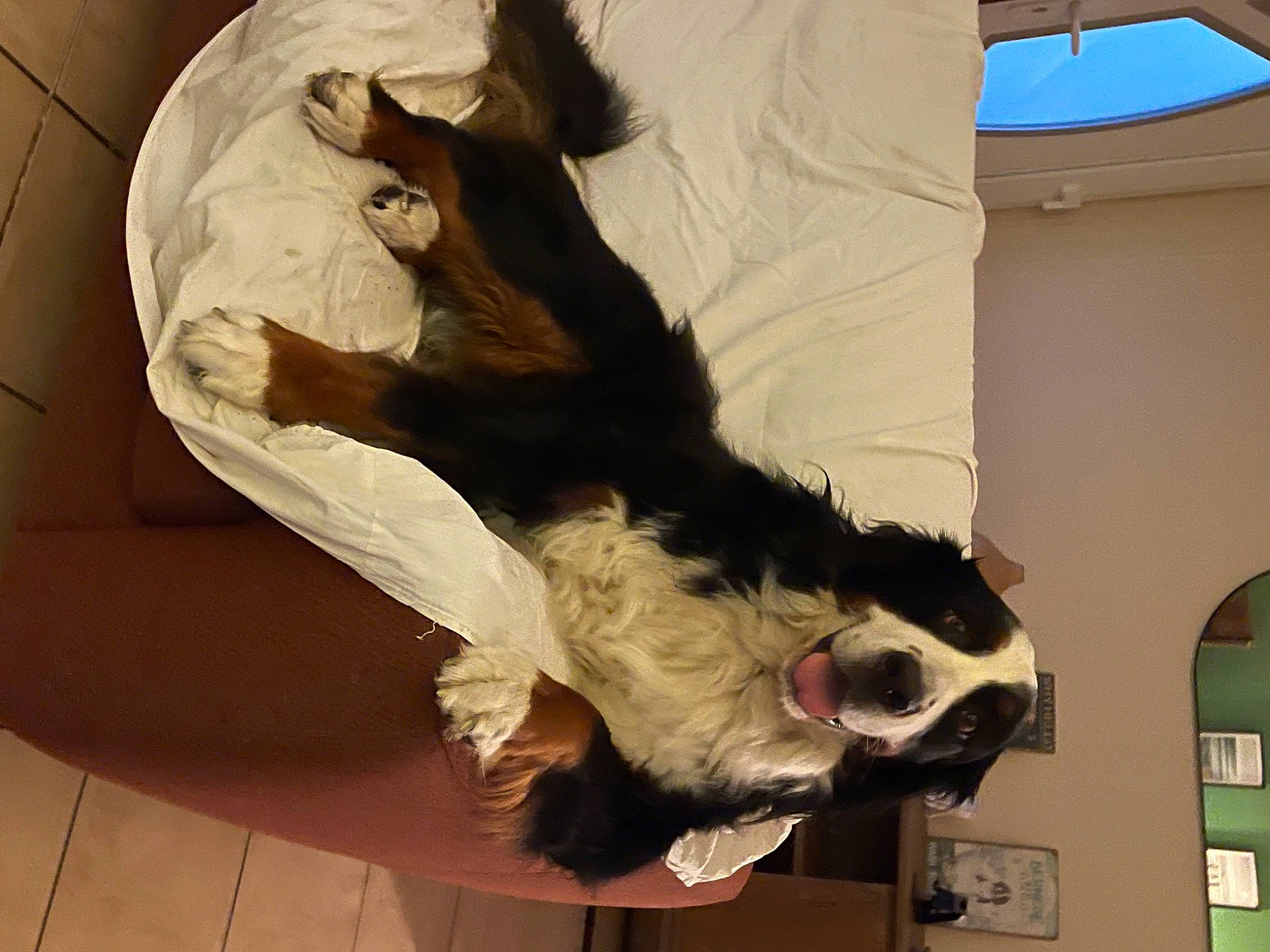 Romy a rejoint le concours — aidez-le/la à gagner de superbes lots ! canidae, carnivore, collar, companion_dog, dog, dog_breed, dog_collar, fawn, felidae, fur, gesture, head, jaw, small_to_medium_sized_cats, snout, sporting_group, tail, terrier, whiskers, working_animal