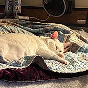 Luna joined the competition — help win amazing prizes! cat, sleeping, white_cat, quilt, bed, blanket, indoor, cozy, pet, fur, resting, peaceful, feline, home, soft_light, patterned_quilt, can, clock, nightstand, quiet