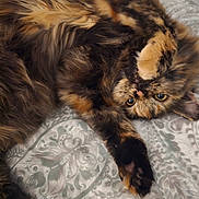 Rue is registered to the contest to win money with this photo: cat, tortoiseshell, fluffy, pet, animal, lying_down, bedspread, patterned, paw, stretching, cute, feline, domestic, fur, relaxed, indoor, whiskers, playful, adorable, resting