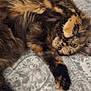 cat, tortoiseshell, fluffy, pet, animal, lying_down, bedspread, patterned, paw, stretching, cute, feline, domestic, fur, relaxed, indoor, whiskers, playful, adorable, resting