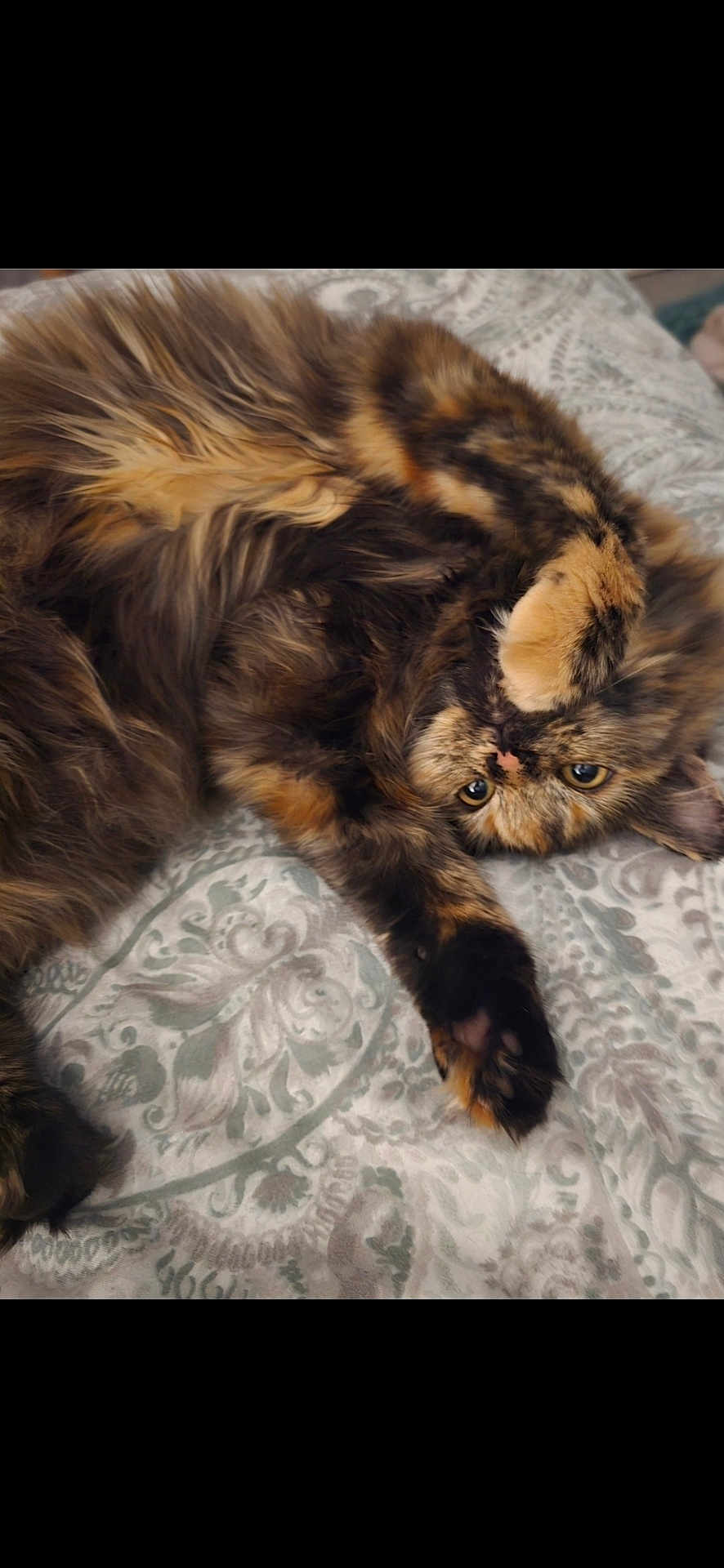 Rue is registered to the contest to win money with this photo: cat, tortoiseshell, fluffy, pet, animal, lying_down, bedspread, patterned, paw, stretching, cute, feline, domestic, fur, relaxed, indoor, whiskers, playful, adorable, resting