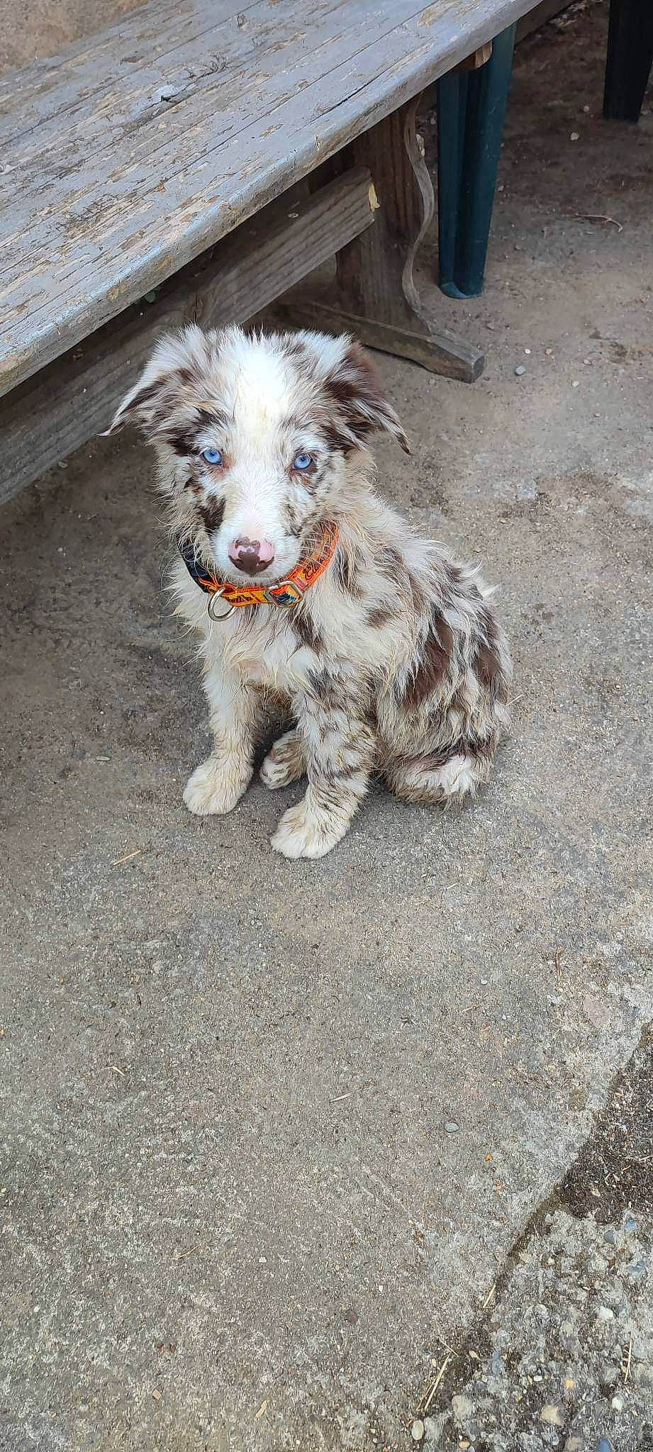 Sora a rejoint le concours — aidez-le/la à gagner de superbes lots ! asphalt, canidae, carnivore, companion_dog, dog, dog_breed, fur, livestock, road_surface, snout, sporting_group, terrestrial_animal, working_animal