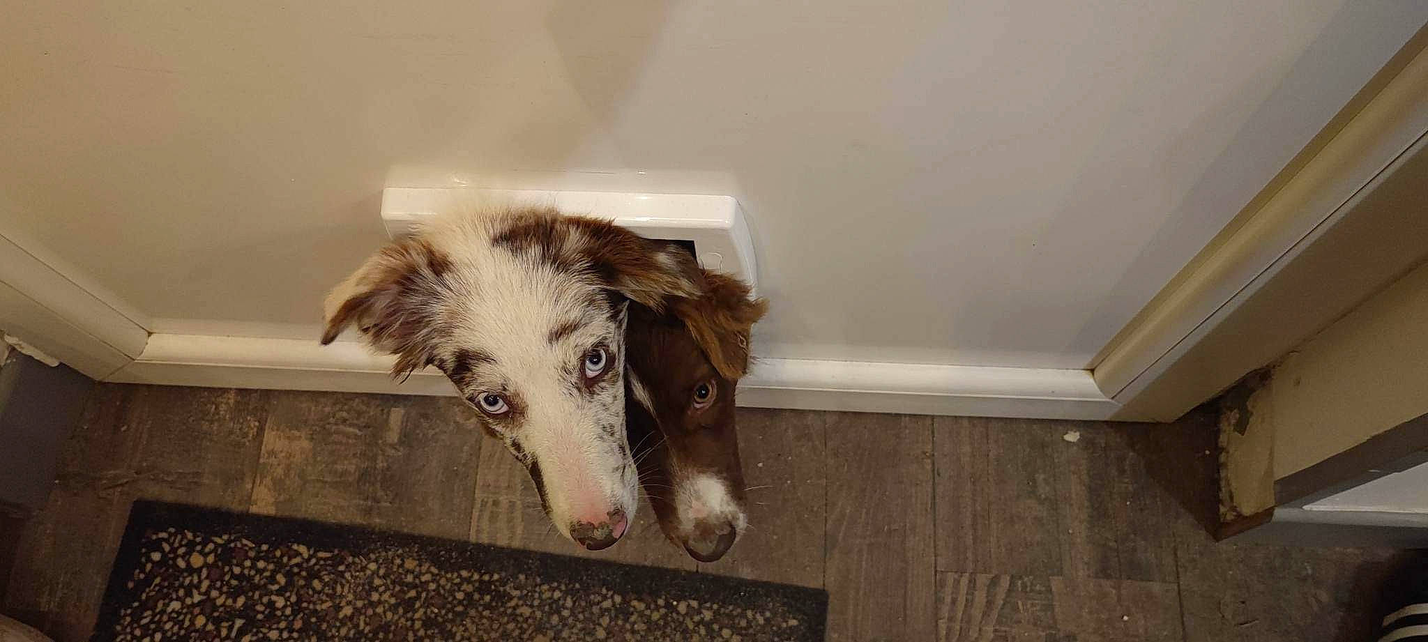 Sora a rejoint le concours — aidez-le/la à gagner de superbes lots ! borzoi, canidae, carnivore, companion_dog, dog, dog_breed, ear, flooring, fur, hardwood, room, sighthound, silken_windhound, snout, sporting_group, terrestrial_animal, window, wood, working_animal, working_dog