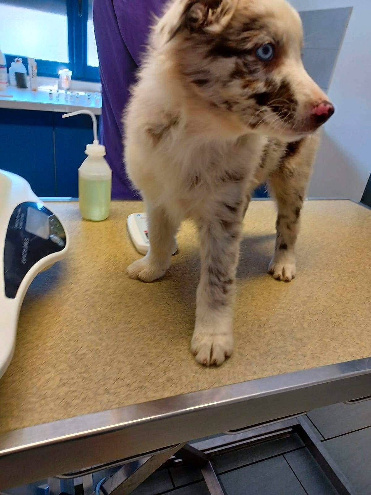 Sora participe au concours pour gagner de l'argent avec cette photo : carnivore, cat, claw, companion_dog, dog_breed, domestic_short_haired_cat, felidae, fur, machine, paw, small_to_medium_sized_cats, sporting_group, tail, television, terrestrial_animal, whiskers