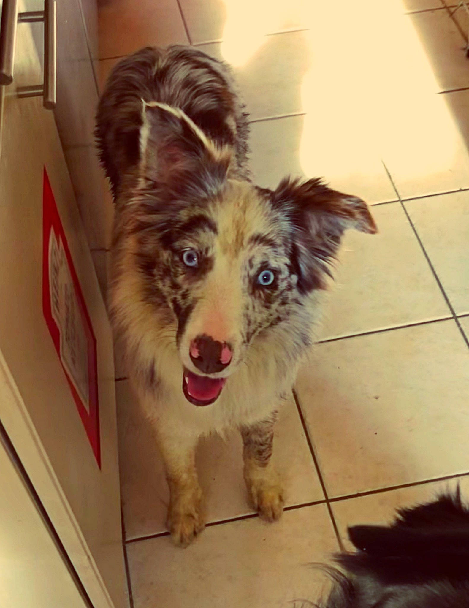 Sora participe au concours pour gagner de l'argent avec cette photo : border_collie, canidae, carnivore, collar, companion_dog, dog, dog_breed, dog_supply, door, fang, flooring, fur, happy, herding_dog, paw, scotch_collie, sporting_group, whiskers, working_animal, working_dog