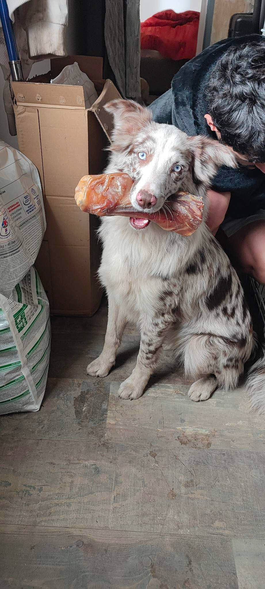 Sora a rejoint le concours — aidez-le/la à gagner de superbes lots ! canidae, carnivore, companion_dog, dog, dog_breed, fang, flesh, fur, koolie, snout, sporting_group, street_dog, texas_heeler, whiskers, working_animal, working_dog