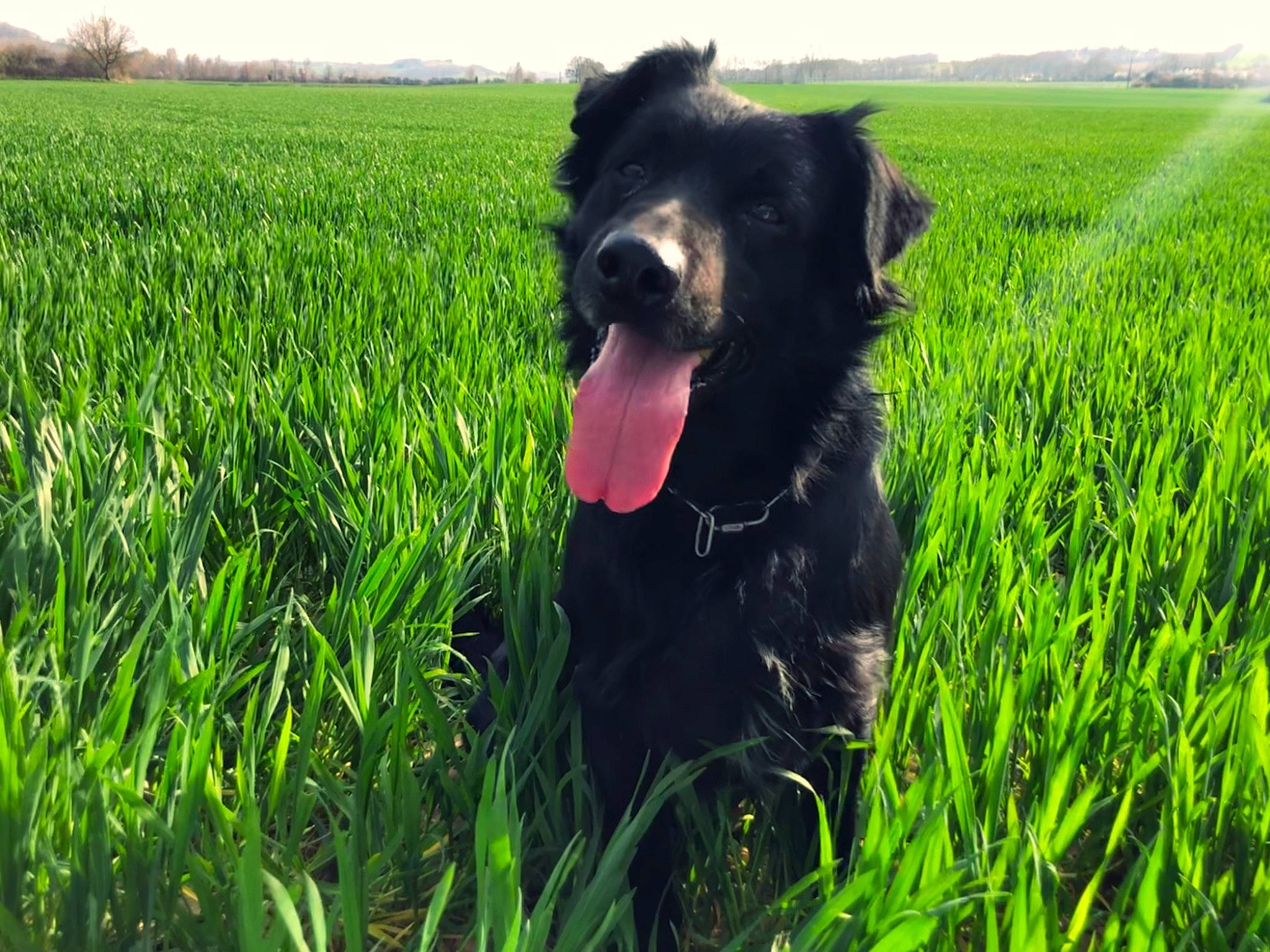 Cerbère participe au concours pour gagner de l'argent avec cette photo : agriculture, border_collie, carnivore, companion_dog, dog, dog_breed, dog_collar, field, grass, grass_family, grassland, happy, herding_dog, lawn, meadow, pasture, plant, prairie, sporting_group, working_animal