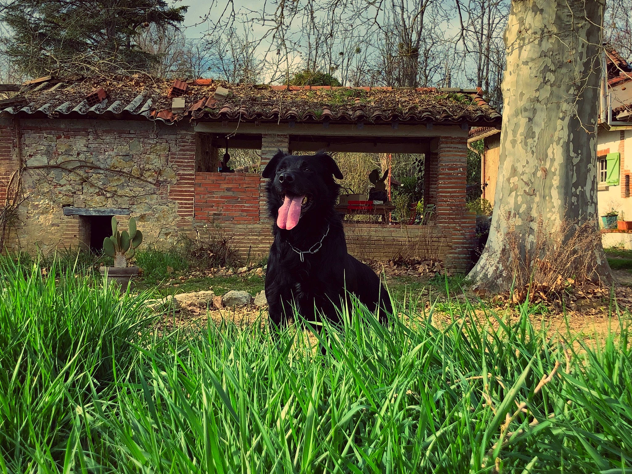 Cerbère participe au concours pour gagner de l'argent avec cette photo : building, canidae, carnivore, companion_dog, dog, dog_breed, grass, grass_family, grassland, gun_dog, house, landscape, plant, snout, sporting_group, tints_and_shades, tree, trunk, wood, working_animal