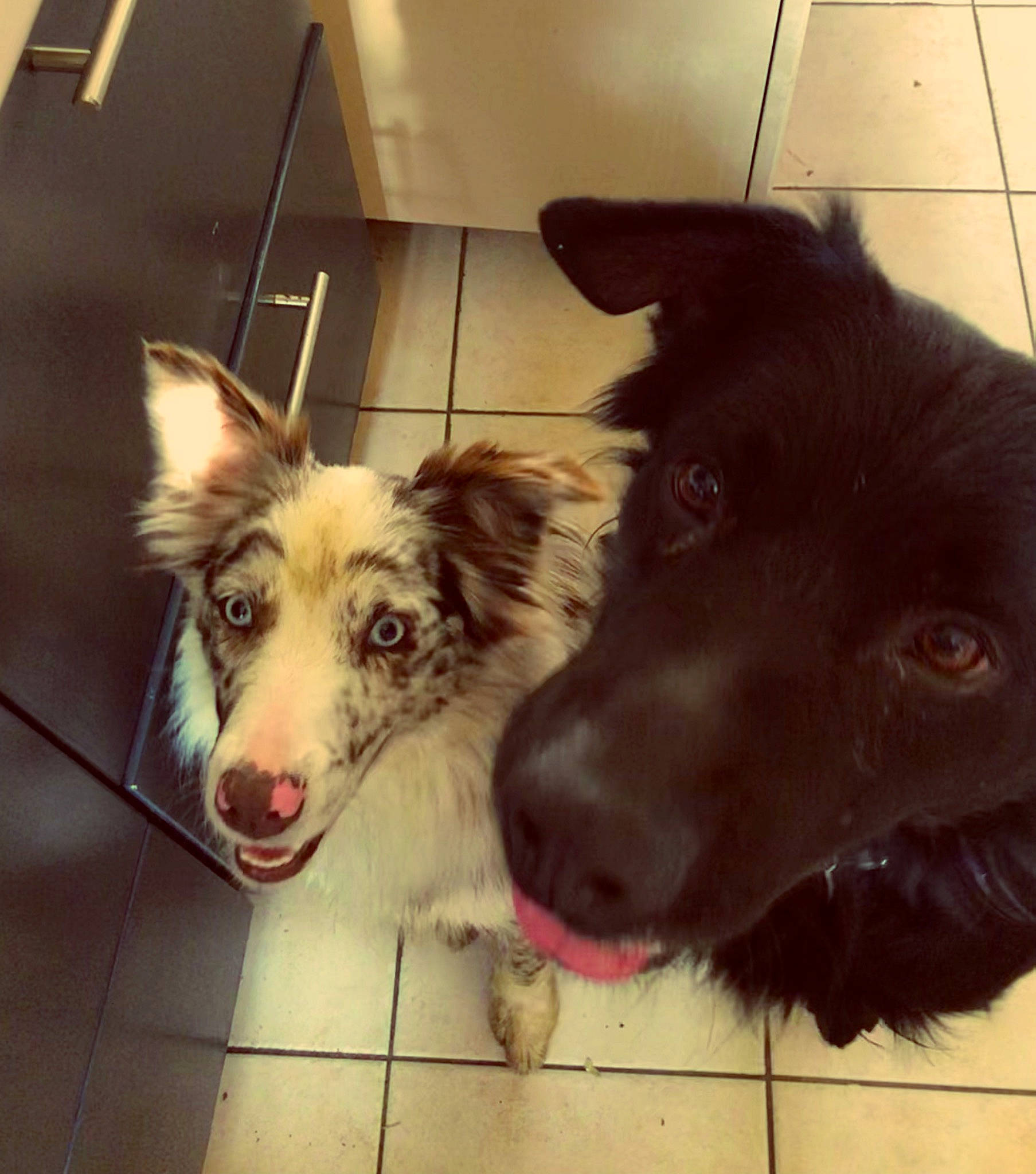 Cerbère a rejoint le concours — aidez-le/la à gagner de superbes lots ! canidae, carnivore, companion_dog, dog, dog_breed, dog_collar, door, floor, flooring, fur, happy, herding_dog, liver, paw, snout, sporting_group, square, vertebrate, whiskers, working_animal