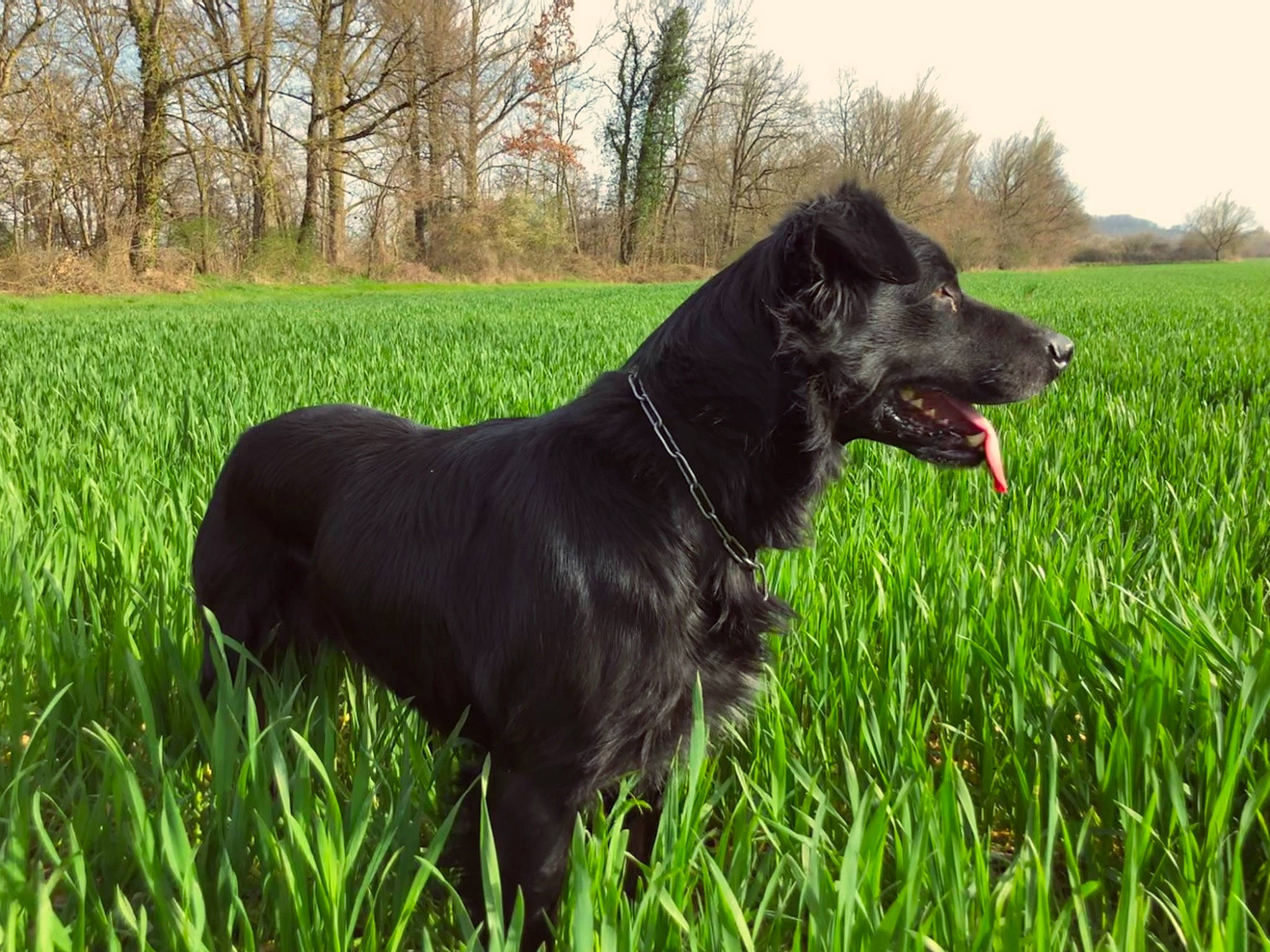 Cerbère a rejoint le concours — aidez-le/la à gagner de superbes lots ! carnivore, collar, companion_dog, dog, dog_breed, dog_collar, grass, grassland, gun_dog, liver, plant, pointing_breed, prairie, retriever, sky, snout, tail, terrestrial_animal, tree, working_animal