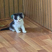 Princess is registered to the contest to win money with this photo: kitten, cat, indoor, wood_floor, wood_paneling, corner, small, fluffy, black_and_white, pet, animal, cute, curious, sitting, young, feline, domestic, home, flooring, wall
