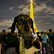 Willow a rejoint le concours — aidez-le/la à gagner de superbes lots ! animal, bracelets, cityscape, clouds, crowd, dachshund, dog, eiffel_tower, fashion, hand, landmark, leash, light, night, outdoor, people, portrait, sky, tourist, urban