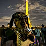 animal, bracelets, cityscape, clouds, crowd, dachshund, dog, eiffel_tower, fashion, hand, landmark, leash, light, night, outdoor, people, portrait, sky, tourist, urban