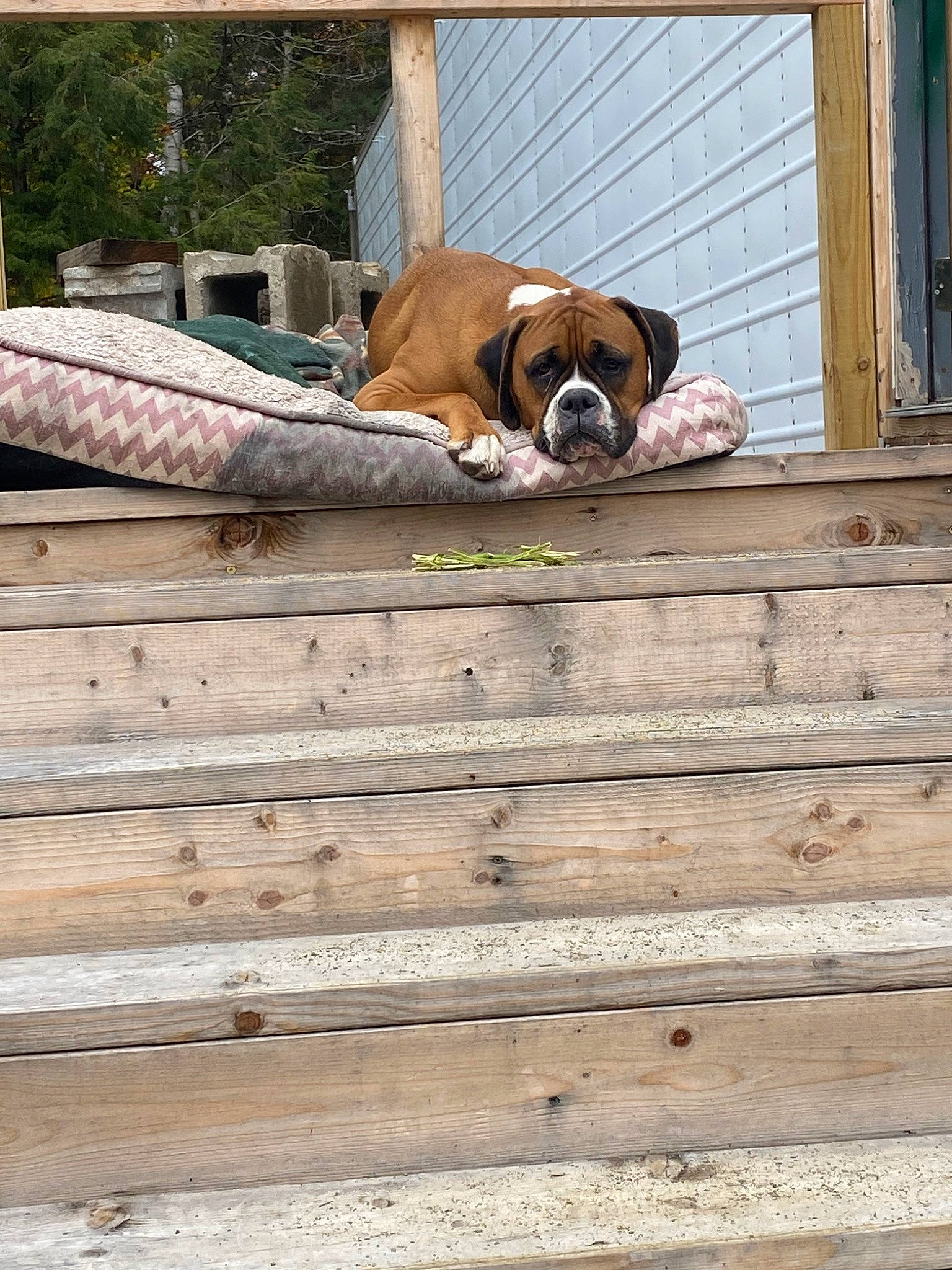 Benny joined the competition — help win amazing prizes! boxer, canidae, carnivore, companion_dog, coonhound, dog, dog_breed, fawn, snout, st_bernard, wood