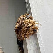 Ursula participe au concours pour gagner de l'argent avec cette photo : animal, brown, canine, closeup, companion, curious, cute, dog, doorframe, fur, hair, house, indoor, light, nose, peek, pet, shadow, small_dog, wall