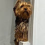 animal, black_fur, brown_fur, canine, companion, curious, cute, dog, fur, guarding, house, indoor, looking_away, paw, pet, portrait, small_dog, stairs, wall, yorkshire_terrier