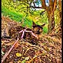 cat, tortoiseshell_cat, pink_harness, forest_floor, dry_leaves, green_foliage, tree, outdoor, nature, animal, pet, yellow_eyes, alert, mammal, wildlife, ground, shade, closeup, walking_leash, daylight
