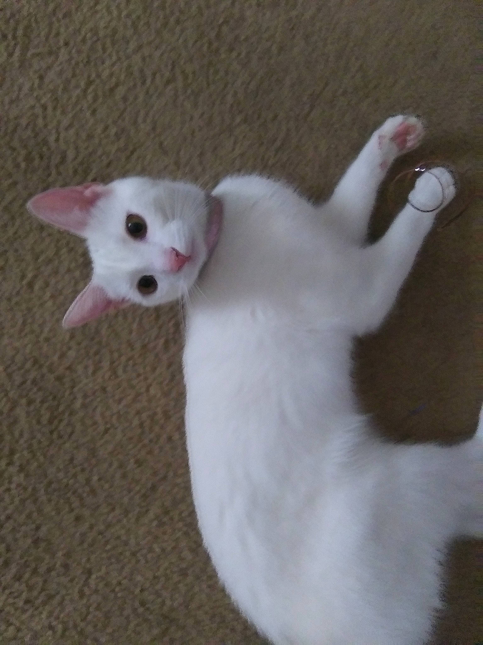 Willow joined the competition — help win amazing prizes! carnivore, cat, colorpoint_shorthair, cornish_rex, devon_rex, fawn, felidae, javanese, khao_manee, kitten, small_to_medium_sized_cats, tail, turkish_angora, turkish_van, whiskers, white