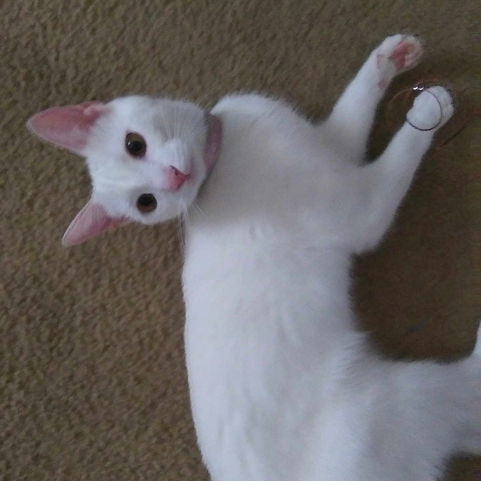 Willow