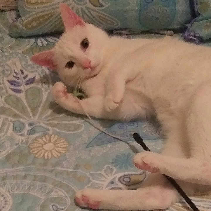 Willow