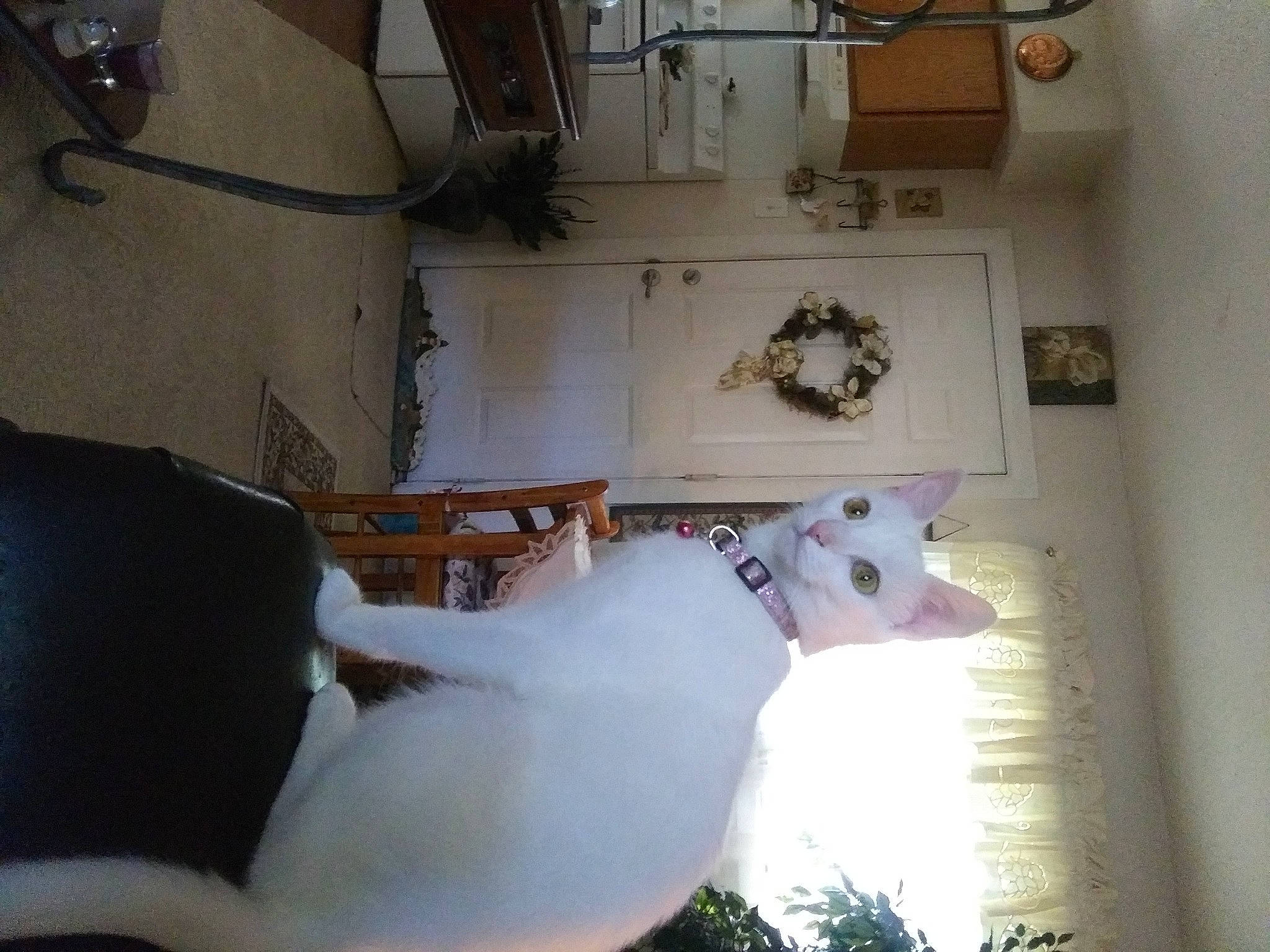 Willow is registered to the contest to win money with this photo: canidae, fawn, guard_dog, non_sporting_group, room