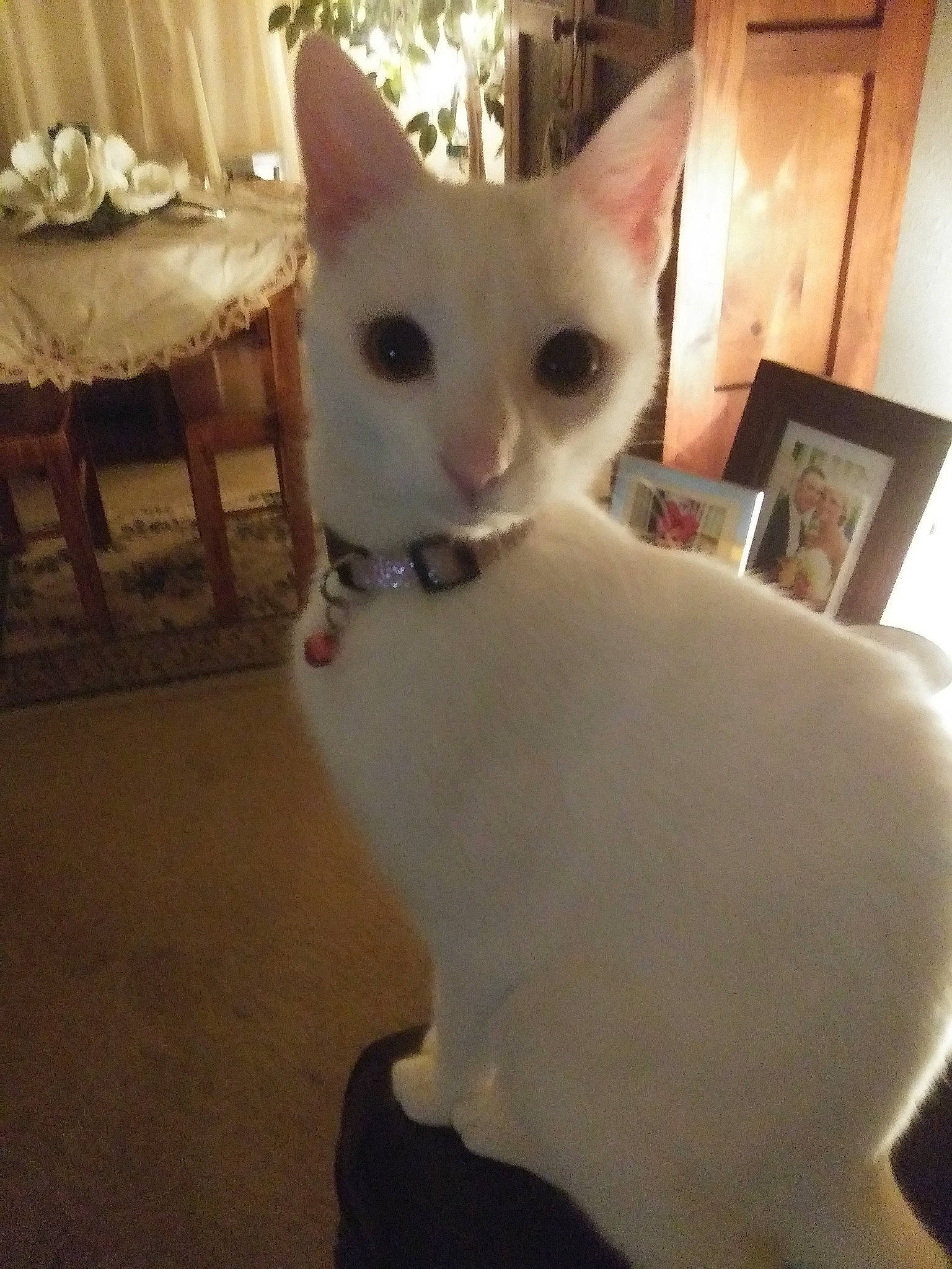 Willow joined the competition — help win amazing prizes! aegean_cat, asian, burmilla, carnivore, cat, colorpoint_shorthair, domestic_short_haired_cat, eye, felidae, german_rex, japanese_bobtail, javanese, khao_manee, mammal, small_to_medium_sized_cats, tail, turkish_angora, turkish_van, whiskers, white