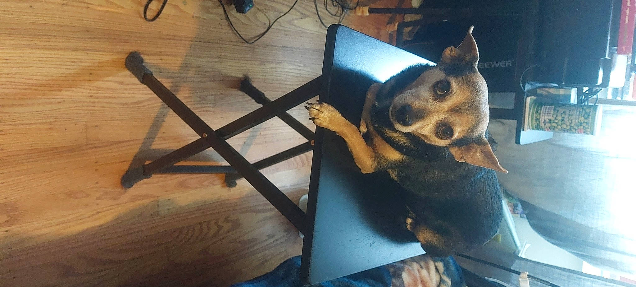 Sammy joined the competition — help win amazing prizes! canidae, carnivore, comfort, companion_dog, dog, dog_breed, dog_supply, eyewear, fashion_accessory, fawn, flooring, fur, hardwood, metal, personal_protective_equipment, snout, sporting_group, whiskers, wood, working_animal