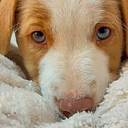 Arcane participe au concours pour gagner de l'argent avec cette photo : dog, puppy, close_up, face, nose, blue_eyes, fur, blanket, cozy, portrait, animal, domestic_animal, whiskers, snout, ears, sleepy, resting, pet, indoors, cuddle