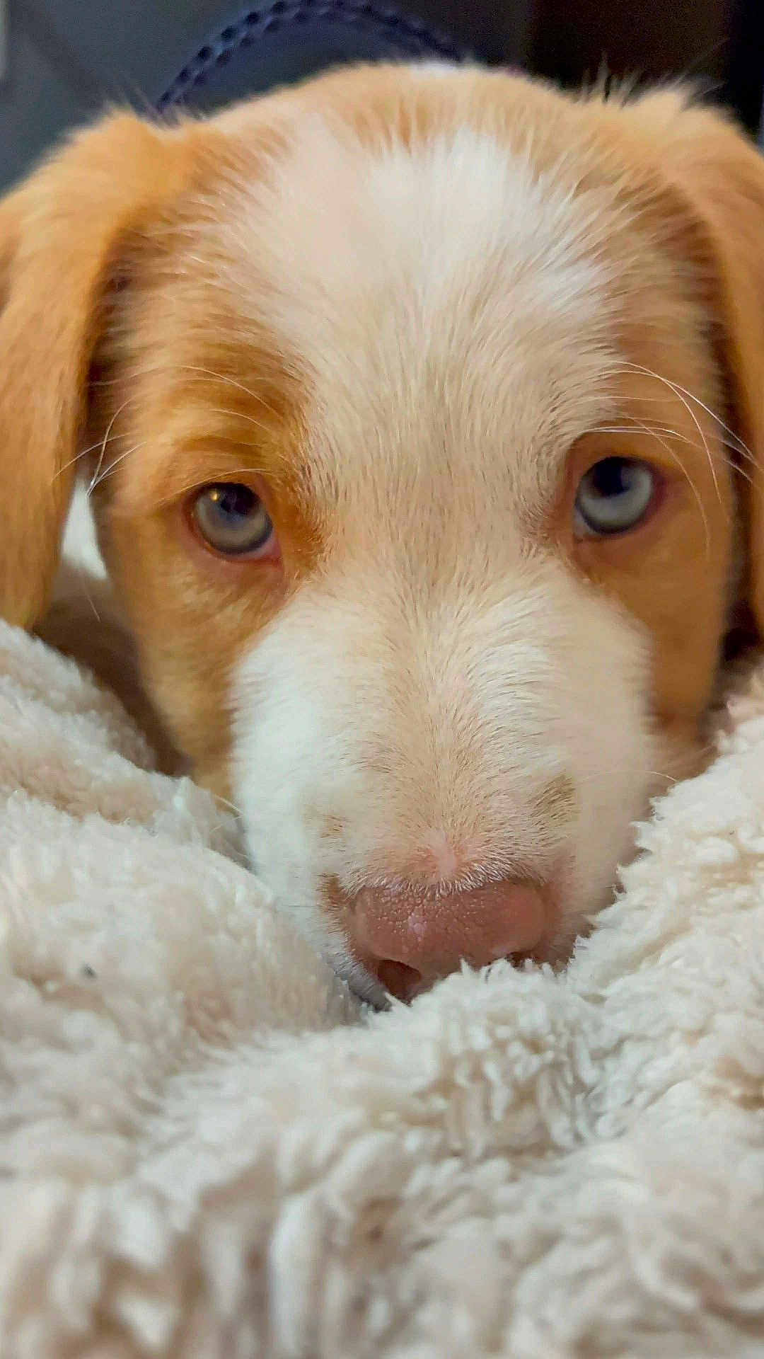 Arcane participe au concours pour gagner de l'argent avec cette photo : dog, puppy, close_up, face, nose, blue_eyes, fur, blanket, cozy, portrait, animal, domestic_animal, whiskers, snout, ears, sleepy, resting, pet, indoors, cuddle
