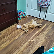 Genji is registered to the contest to win money with this photo: animal, backpack, bag, cabinet, canine, cat, clothing, dog, drawer, footwear, furniture, hardwood, indoors, interiordesign, person, pet, puppy, shoe, stainedwood, wood
