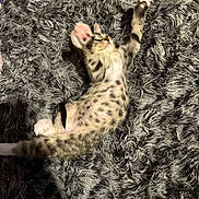 Juicy Couture is registered to the contest to win money with this photo: animal, cat, cozy, cute, feline, fluffy_rug, fur, gray, indoor, kitten, paw, pet, playful, relaxing, sleepy, soft, spotted, stretching, texture, young