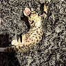 animal, cat, cozy, cute, feline, fluffy_rug, fur, gray, indoor, kitten, paw, pet, playful, relaxing, sleepy, soft, spotted, stretching, texture, young