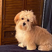 Biscuit is registered to the contest to win money with this photo: dog, fluffy, indoor, brown, pet, canine, fur, bed, blanket, cabinet, curtains, sitting, small_dog, cute, animal, domestic, companion, portrait, furniture, home