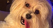 Biscuit joined the competition — help win amazing prizes! animal, closeup, colorful, companion, cozy, cute, dog, domestic, fluffy, friendly, fur, hand, happy, indoor, light, mammal, pet, portrait, smiling, tongue_out