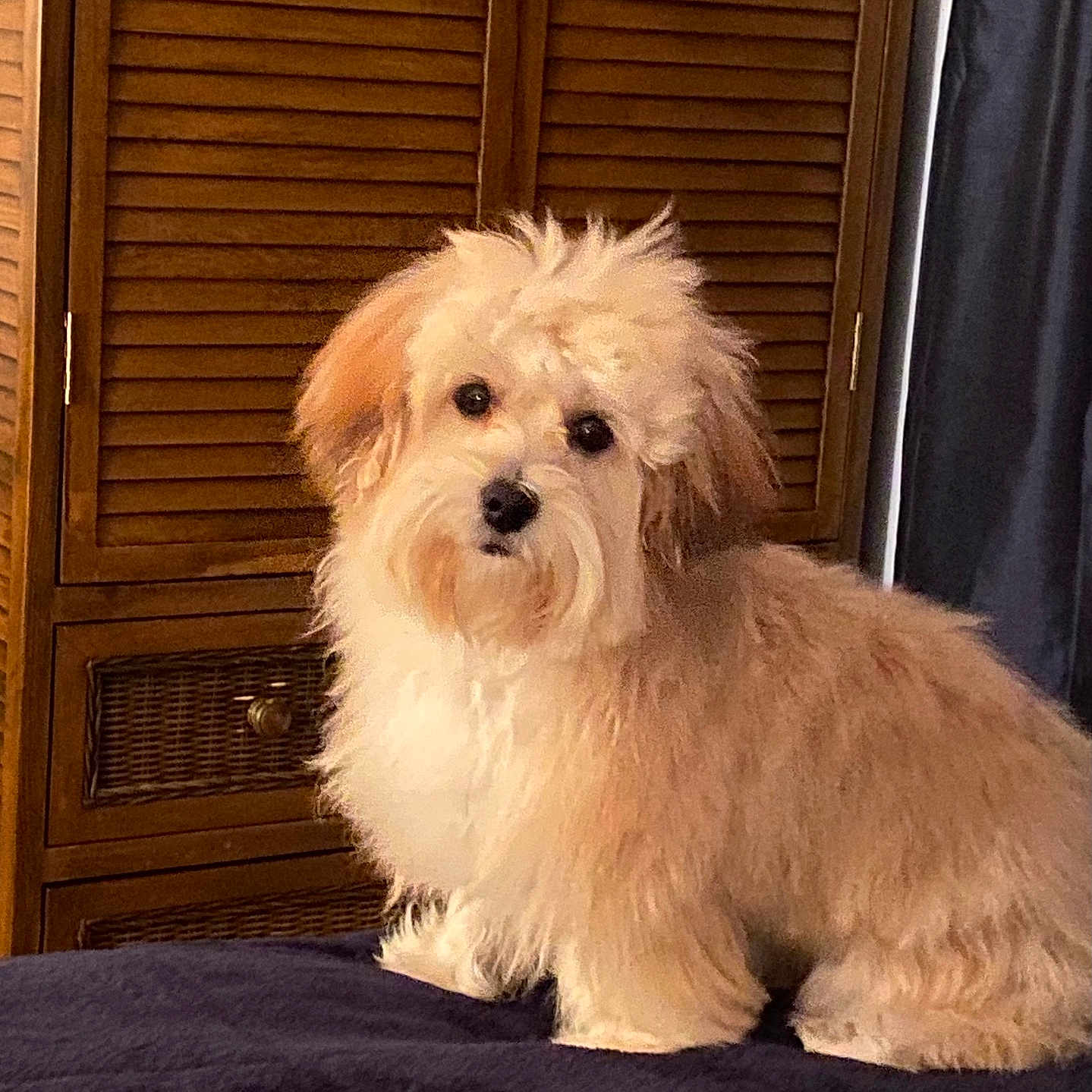 Biscuit