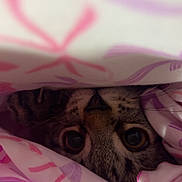 Uno is registered to the contest to win money with this photo: cat, animal, pet, blanket, fabric, pattern, pink, purple, eyes, face, cozy, indoor, cute, whiskers, feline, curious, hidden, closeup, soft, resting