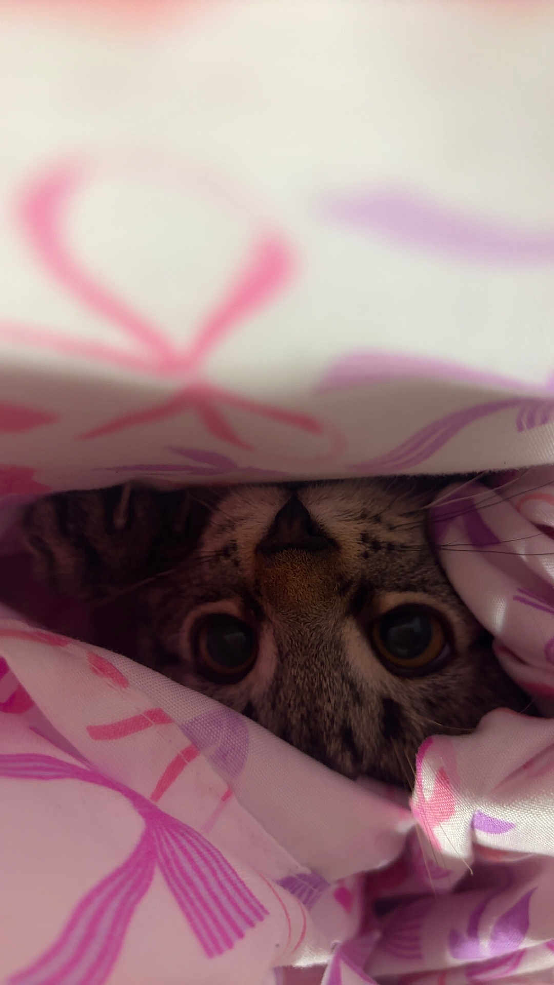 Uno is registered to the contest to win money with this photo: cat, animal, pet, blanket, fabric, pattern, pink, purple, eyes, face, cozy, indoor, cute, whiskers, feline, curious, hidden, closeup, soft, resting