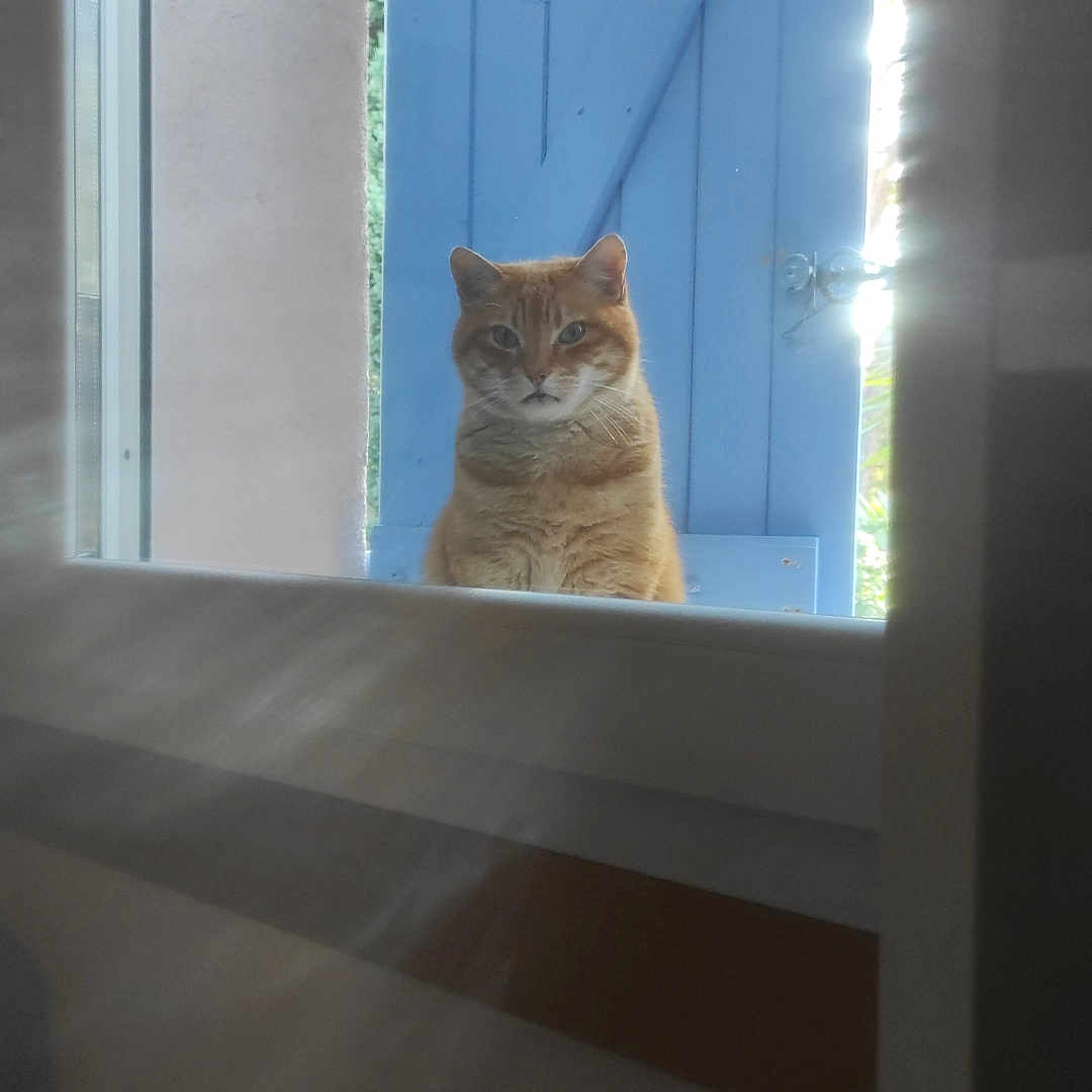 Ron participe au concours pour gagner de l'argent avec cette photo : animal, blue_shutter, cat, curious, daylight, door, glass, indoor, light, nature, orange_tabby, outdoor, pet, plant, rays, reflection, shadow, sunlight, wall, window