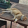 cat, orange_cat, sleeping, wooden_table, outdoor, patio, cactus, planter, tiles, chair, relaxing, sunlight, furniture, pet, animal, fur, resting, daytime, peaceful, home