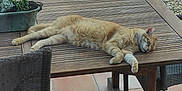 Ron a rejoint le concours — aidez-le/la à gagner de superbes lots ! cat, orange_tabby, sleeping, wooden_table, outdoor, patio, pool, cactus, potted_plant, chair, tile_floor, relaxing, sunlight, daytime, animal, pet, feline, resting, furniture, garden