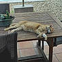 cat, orange_tabby, sleeping, wooden_table, outdoor, patio, pool, cactus, potted_plant, chair, tile_floor, relaxing, sunlight, daytime, animal, pet, feline, resting, furniture, garden