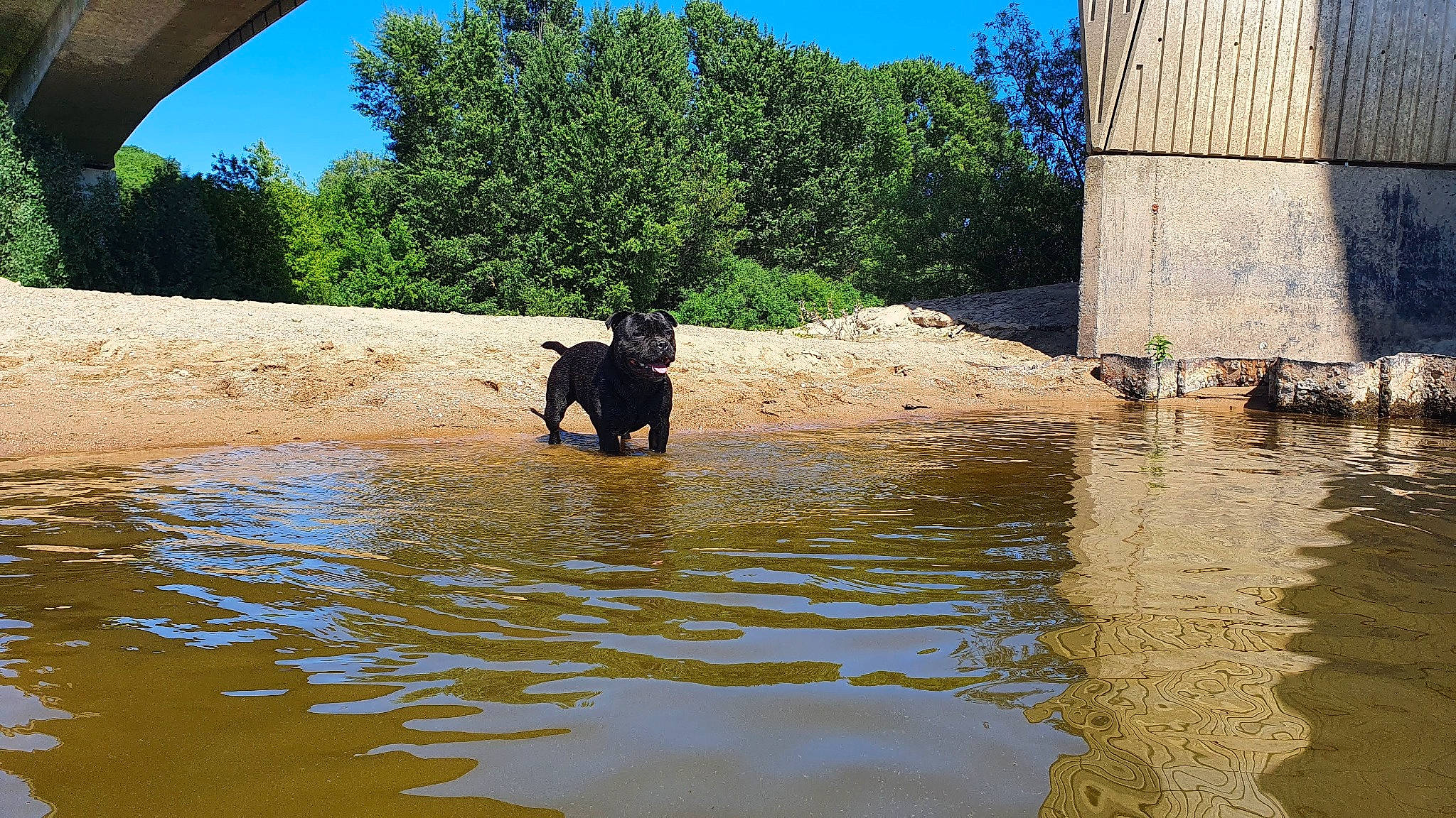 Rocket a rejoint le concours — aidez-le/la à gagner de superbes lots ! canidae, carnivore, dog, dog_breed, fawn, grass, house, lake, leisure, plant, reflection, shadow, sky, sporting_group, tree, water, water_resources, watercourse, window, working_animal
