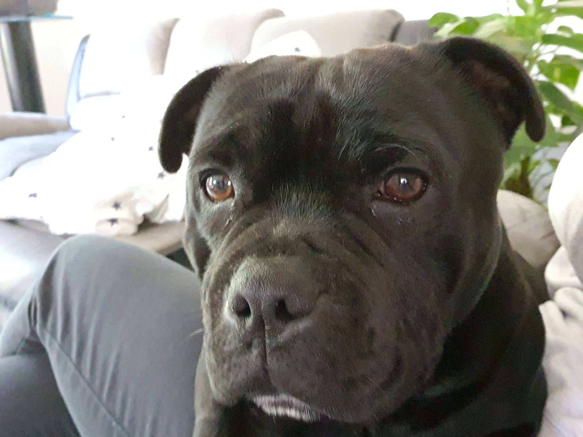 Rocket participe au concours pour gagner de l'argent avec cette photo : borador, canidae, carnivore, chair, collar, comfort, companion_dog, dog, dog_breed, dog_collar, fawn, hunting_dog, liver, non_sporting_group, plant, snout, sporting_group, terrestrial_animal, whiskers, working_animal