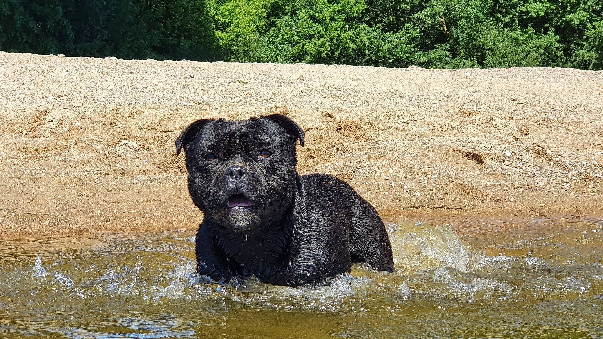 Rocket participe au concours pour gagner de l'argent avec cette photo : airedale_terrier, canidae, carnivore, companion_dog, dog, dog_breed, fawn, ford, guard_dog, lake, plant, snout, soil, sporting_group, terrestrial_animal, terrier, tree, water, working_animal, working_dog
