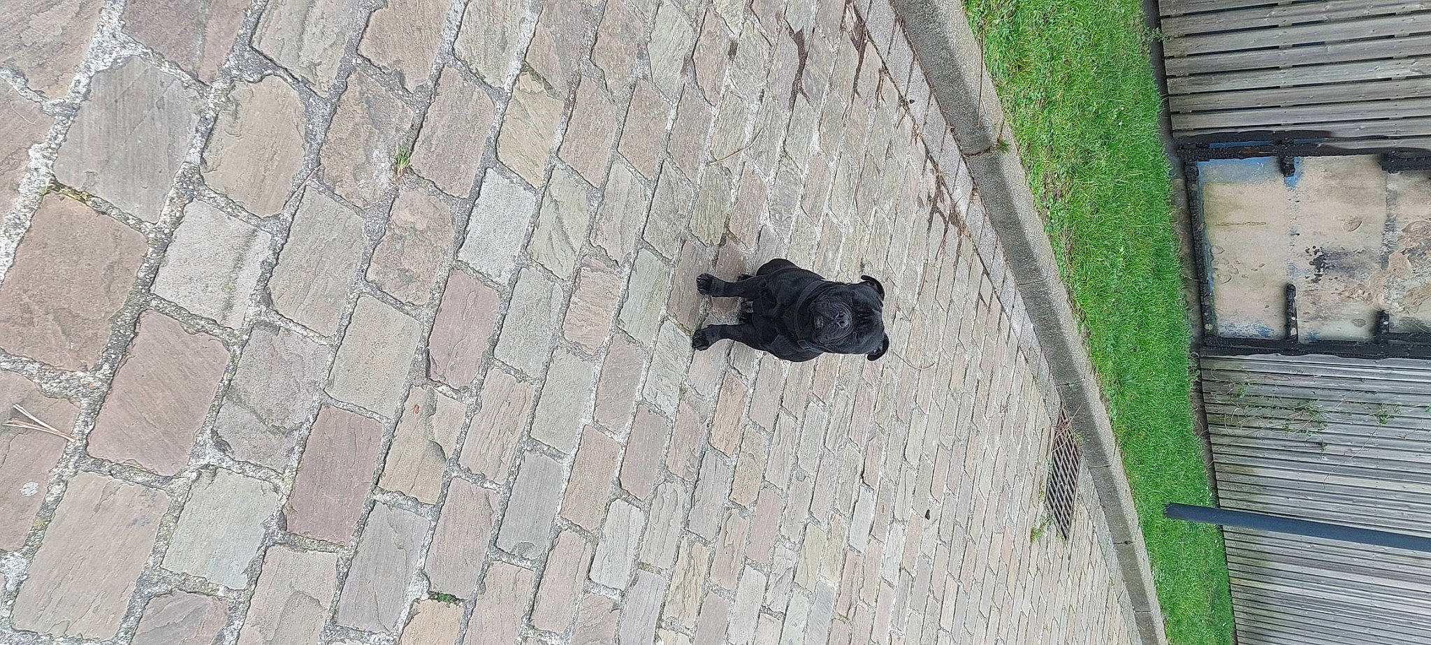 Rocket participe au concours pour gagner de l'argent avec cette photo : asphalt, black_cat, canidae, carnivore, concrete, dog_breed, felidae, flagstone, flooring, grass, road_surface, sidewalk, small_to_medium_sized_cats, snout, tail, tar, terrestrial_animal, tints_and_shades, water, wood