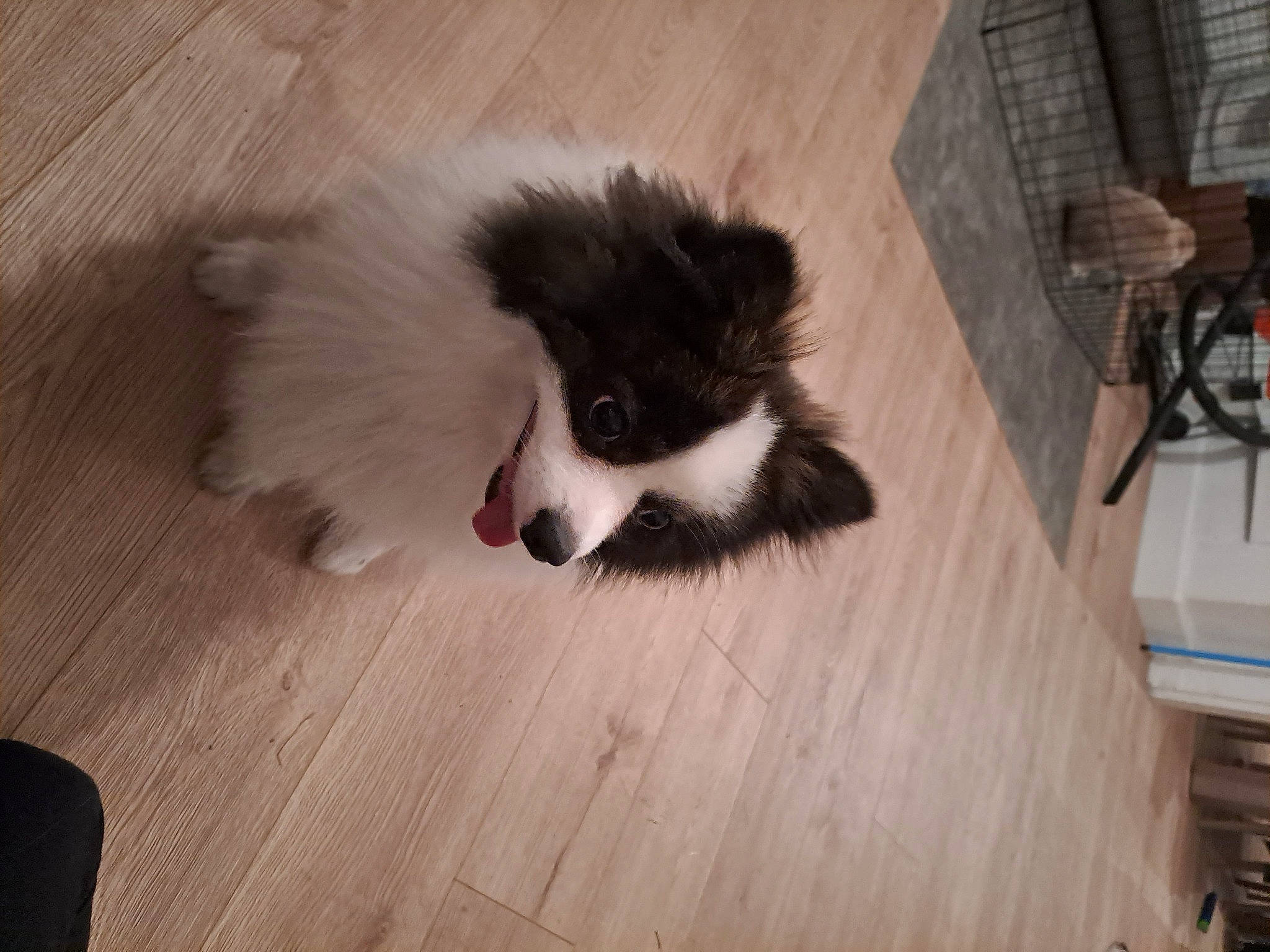 Soprano participe au concours pour gagner de l'argent avec cette photo : canidae, carnivore, companion_dog, dog, dog_breed, fawn, flooring, fur, german_spitz_klein, hardwood, laminate_flooring, natural_material, non_sporting_group, sporting_group, tail, terrestrial_animal, toy_dog, whiskers, wood, wood_flooring